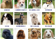 小型犬品种,了解不同犬种的特点与养护技巧