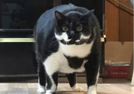 相扑猫,揭秘猫咪界的“摔跤高手”